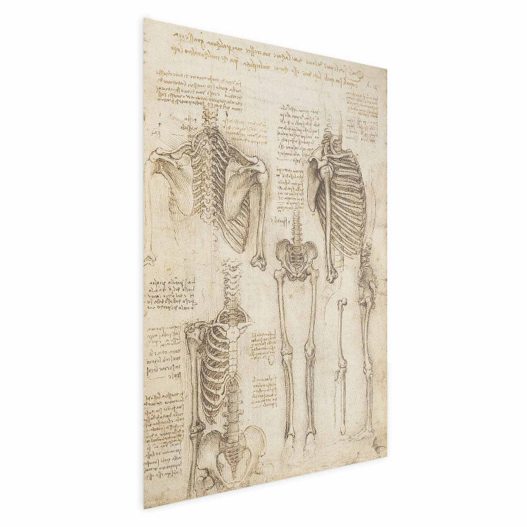 Poster Skeletal Studies 159976 additionalImage 6