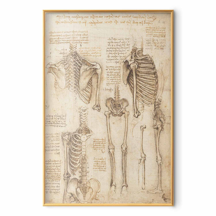 Poster Skeletal Studies 159976 additionalImage 5