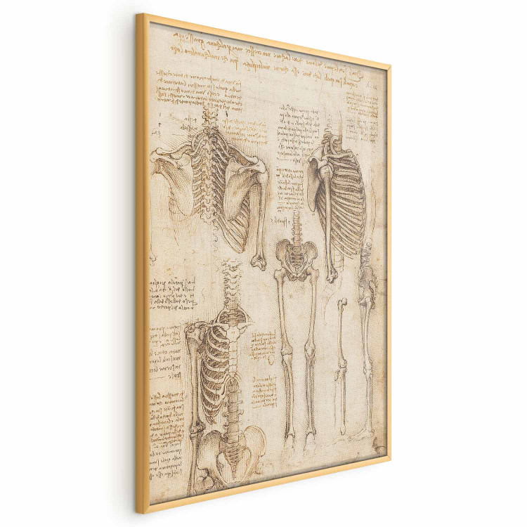 Poster Skeletal Studies 159976 additionalImage 7