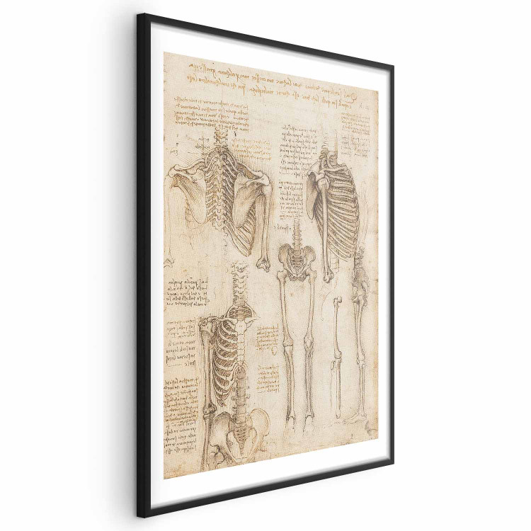 Poster Skeletal Studies 159976 additionalImage 20