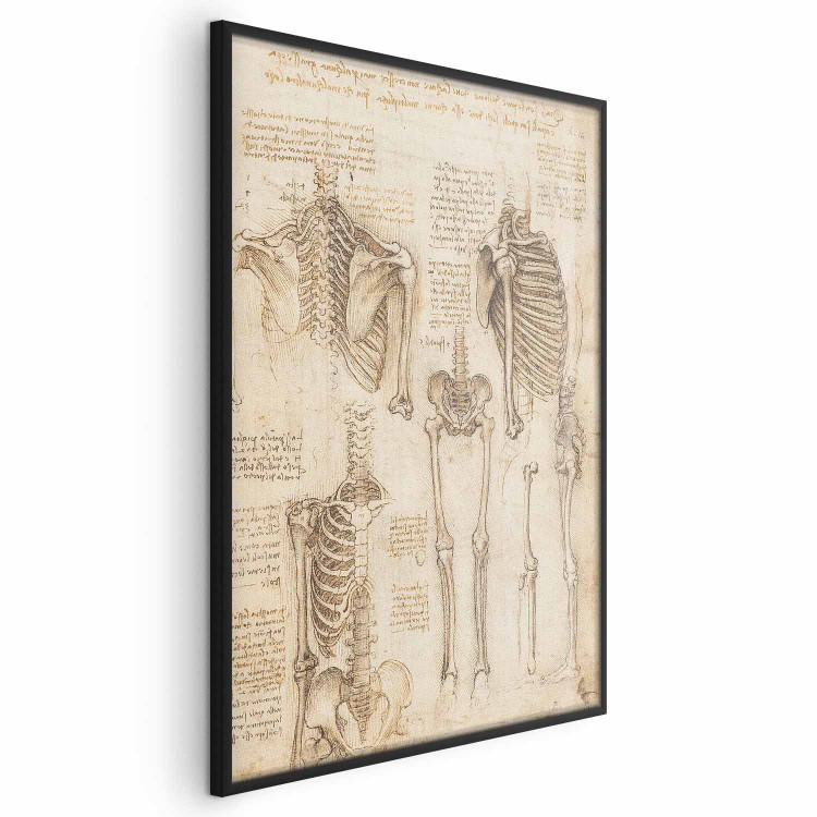 Poster Skeletal Studies 159976 additionalImage 2