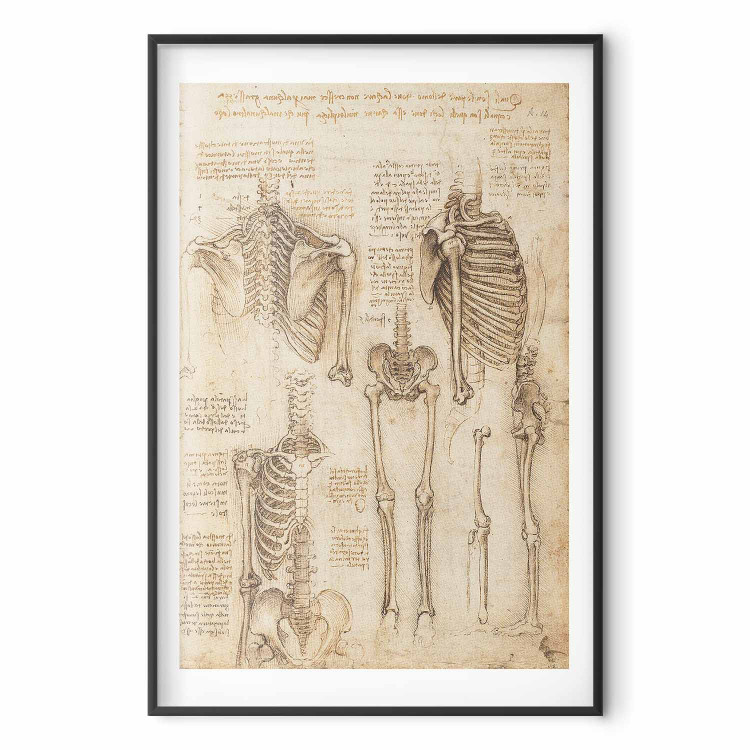 Poster Skeletal Studies 159976 additionalImage 17