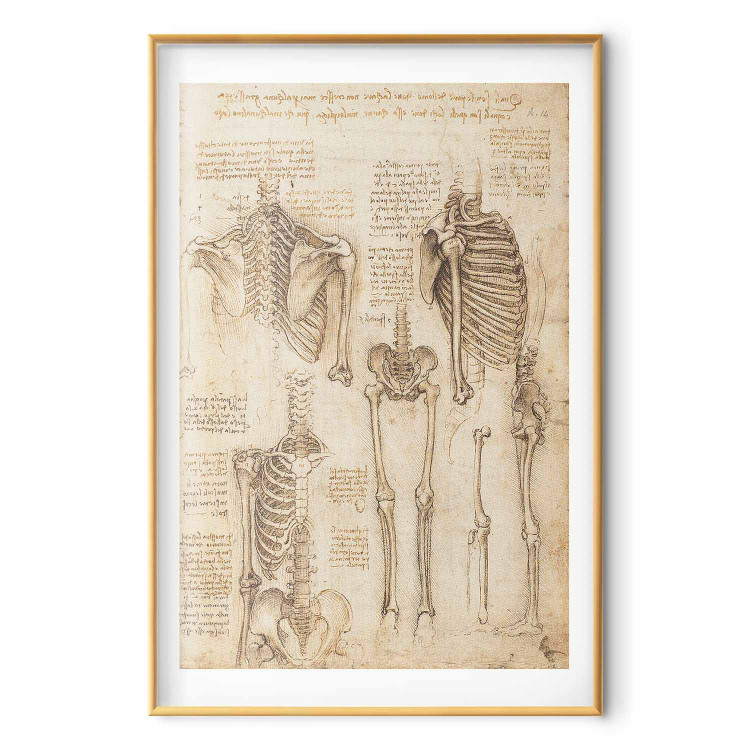 Poster Skeletal Studies 159976 additionalImage 18