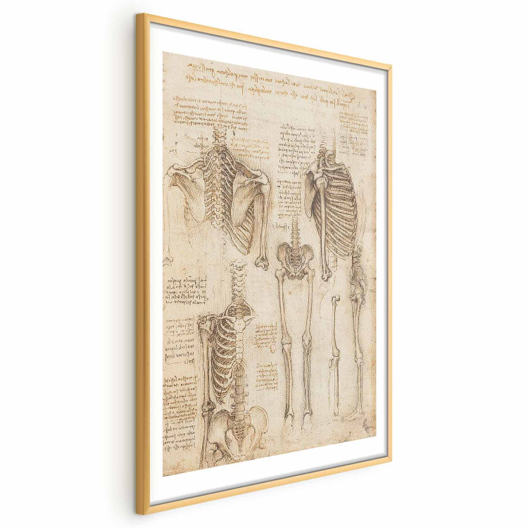 Poster Skeletal Studies 159976 additionalImage 21