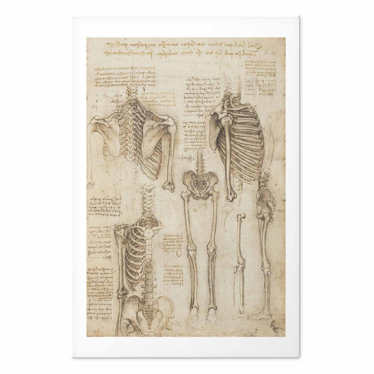 Poster Skeletal Studies 159976 additionalImage 16