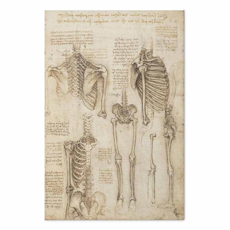 Poster Skeletal Studies 159976