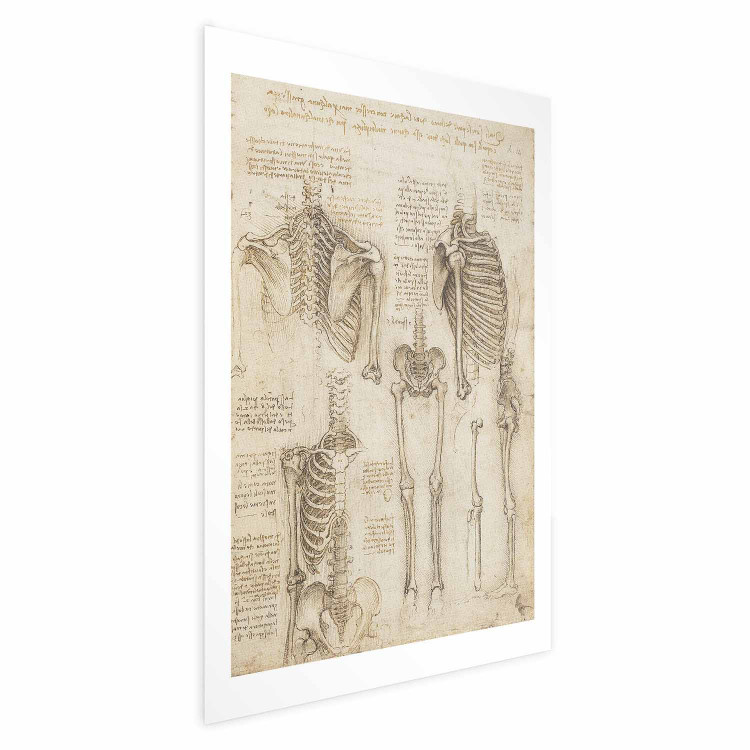 Poster Skeletal Studies 159976 additionalImage 19