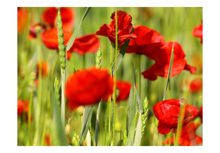 Wall Mural Poppies in the Grain - Close-up of Red Flowers on a Blurred Meadow Background 60376 additionalImage 1