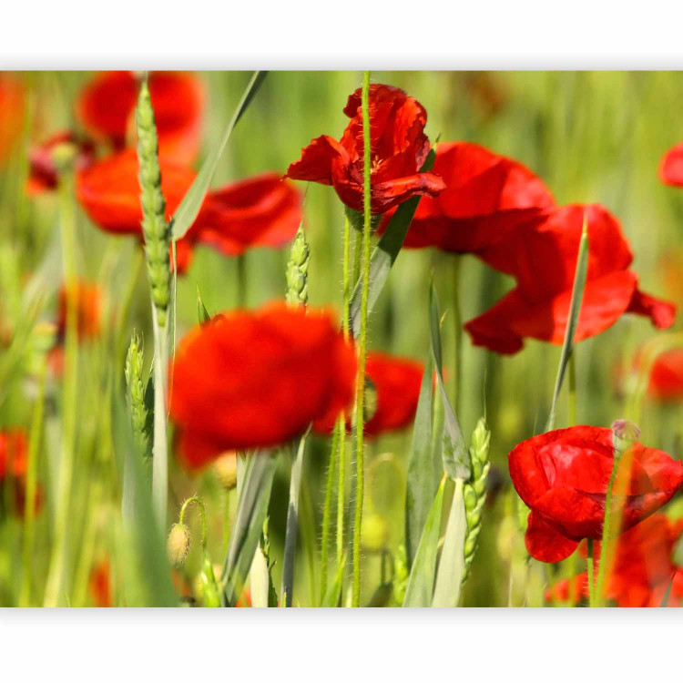 Wall Mural Poppies in the Grain - Close-up of Red Flowers on a Blurred Meadow Background 60376 additionalImage 5