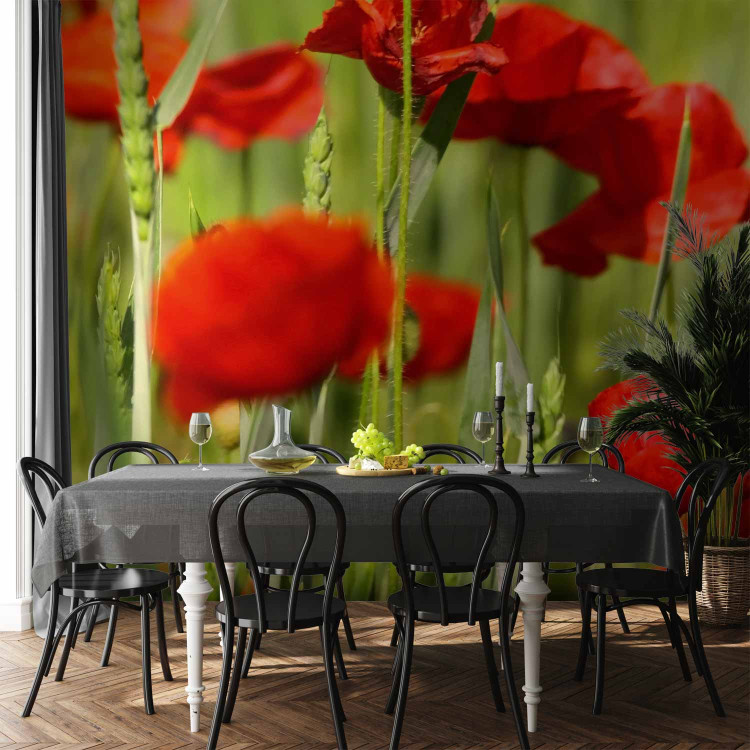 Wall Mural Poppies in the Grain - Close-up of Red Flowers on a Blurred Meadow Background 60376 additionalImage 6