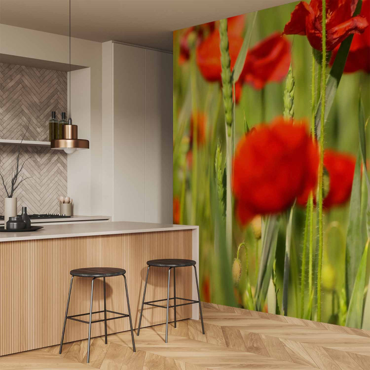 Wall Mural Poppies in the Grain - Close-up of Red Flowers on a Blurred Meadow Background 60376 additionalImage 7