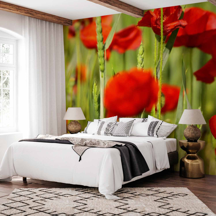 Wall Mural Poppies in the Grain - Close-up of Red Flowers on a Blurred Meadow Background 60376 additionalImage 2