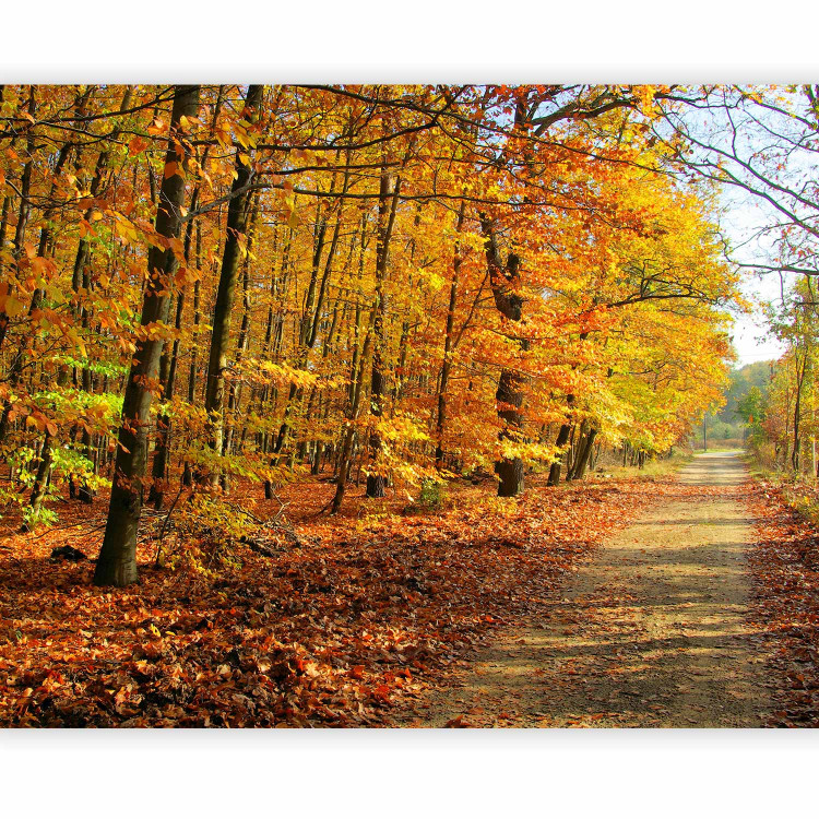 Photo Wallpaper Beech forest 60576 additionalImage 5