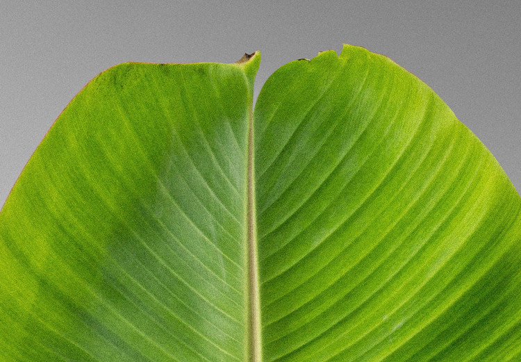 Canvas Banana Leaf (1 Part) Vertical 114086 additionalImage 5