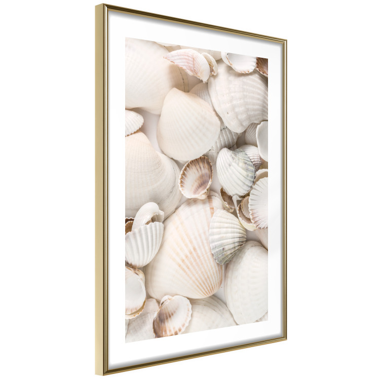 Poster Sea Collection - maritime composition filled with light-colored shells 129486 additionalImage 7