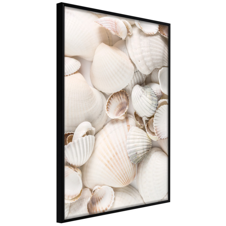 Poster Sea Collection - maritime composition filled with light-colored shells 129486 additionalImage 11