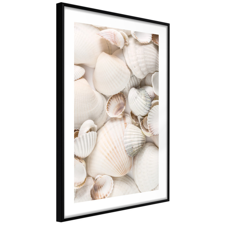 Poster Sea Collection - maritime composition filled with light-colored shells 129486 additionalImage 8