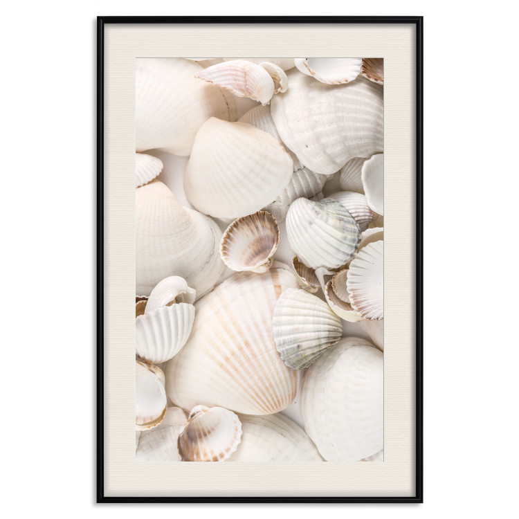 Poster Sea Collection - maritime composition filled with light-colored shells 129486 additionalImage 19