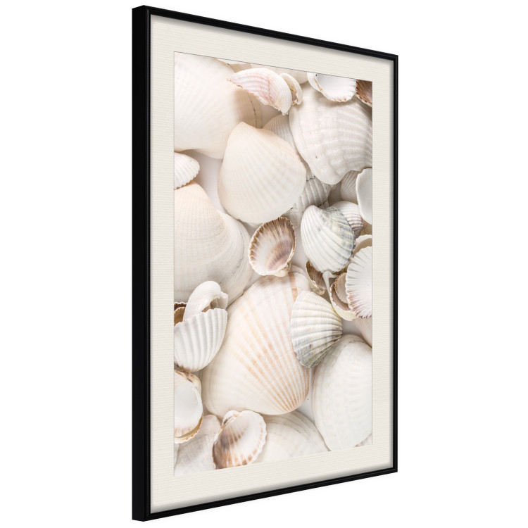 Poster Sea Collection - maritime composition filled with light-colored shells 129486 additionalImage 2