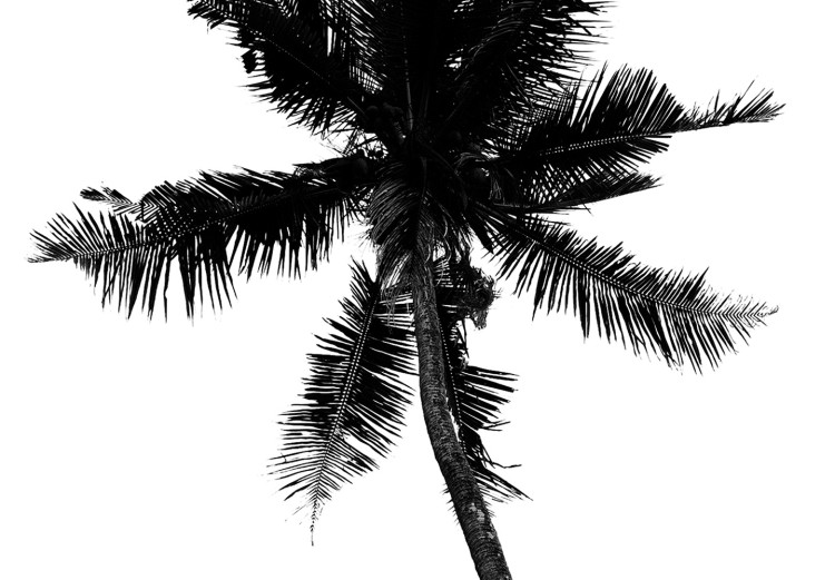 Poster Solitary Palms - black tropical trees on a contrasting white background 129786 additionalImage 10
