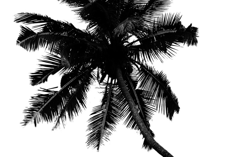 Poster Solitary Palms - black tropical trees on a contrasting white background 129786 additionalImage 11