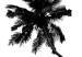 Poster Solitary Palms - black tropical trees on a contrasting white background 129786 additionalThumb 11