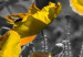Canvas Yellow Poppies (1 Part) Narrow 149986 additionalThumb 5