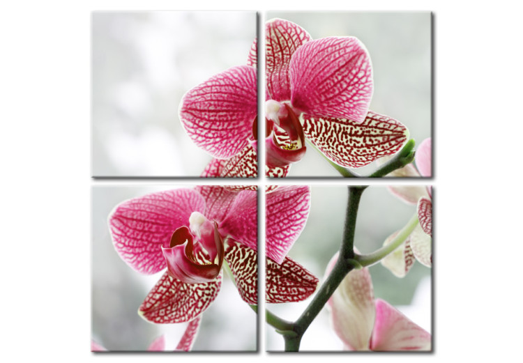 Canvas Fancy orchid 58686
