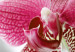 Canvas Fancy orchid 58686 additionalThumb 4