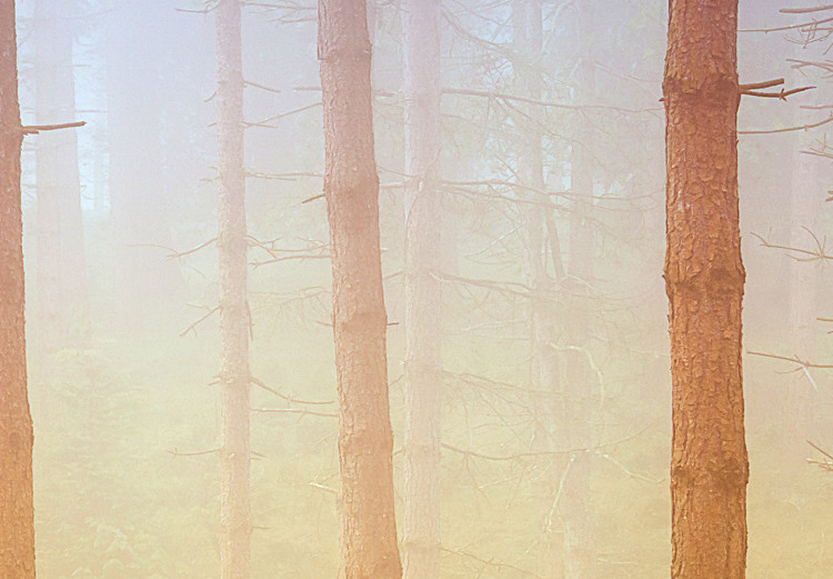Poster Misty Forest - landscape of bare trees in brown-orange hues 117296 additionalImage 11