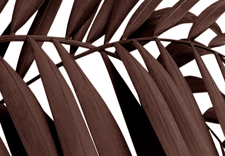 Canvas Dry palm leaves - brown leaves of a tropical tree on a white background 123496 additionalImage 4