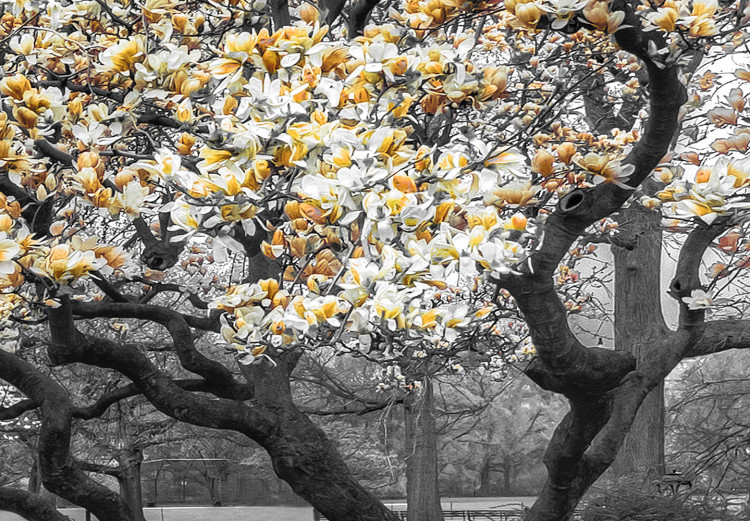 Canvas Print Blooming Magnolias - horizontal composition of yellow shaded magnolia 128796 additionalImage 4