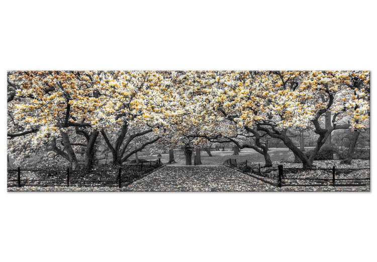Canvas Print Blooming Magnolias - horizontal composition of yellow shaded magnolia 128796