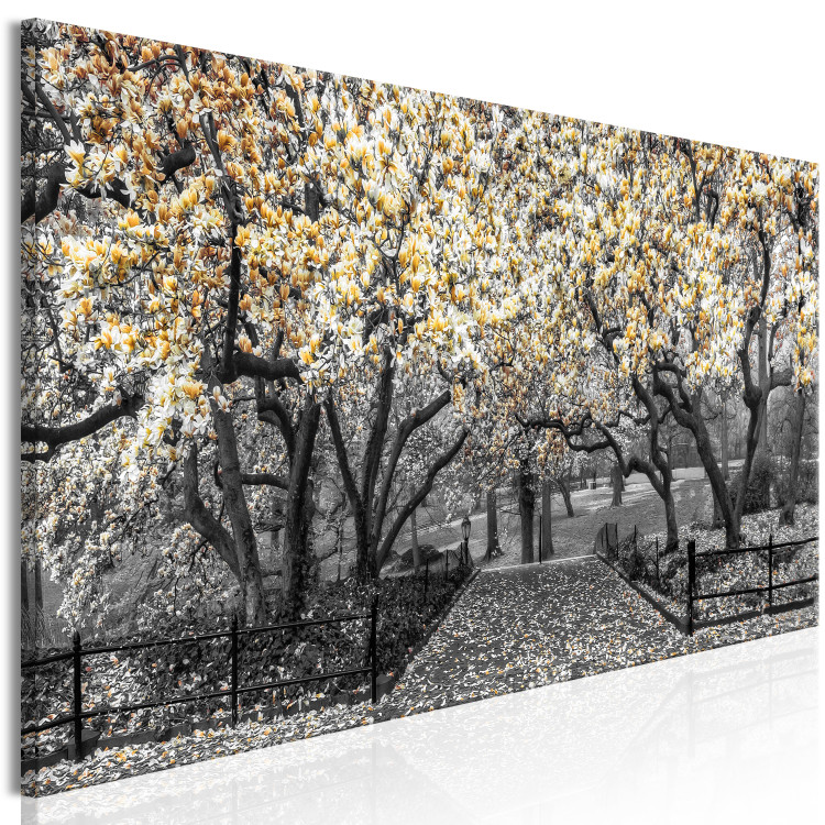Canvas Print Blooming Magnolias - horizontal composition of yellow shaded magnolia 128796 additionalImage 2
