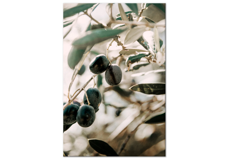 Canvas Olive Grove (1-piece) Vertical - nature of trees with black fruits 129696