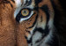 Wall Poster Tiger in Leaves - portrait of a tiger against a background of green plants and flowers 138696 additionalThumb 10