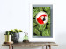 Poster Parrot in the jungle - colorful bird on a background of green tropical leaves 116407 additionalThumb 2