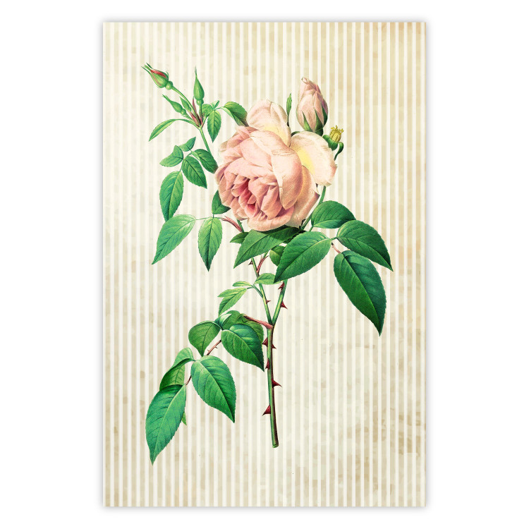 Poster Victorian Rose - colorful floral composition against a background of beige stripes 117407
