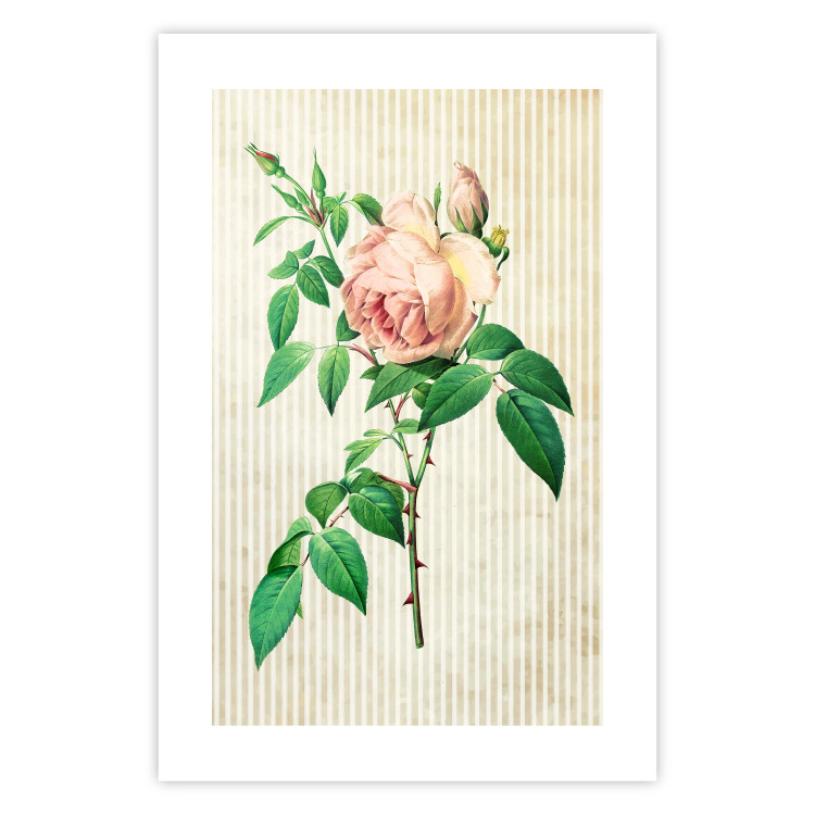 Poster Victorian Rose - colorful floral composition against a background of beige stripes 117407 additionalImage 24