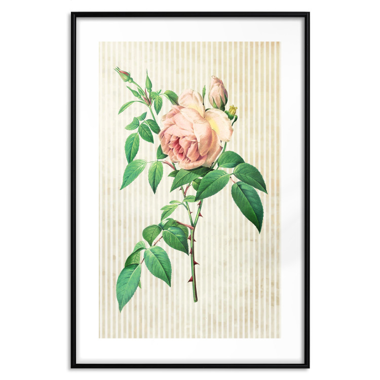 Poster Victorian Rose - colorful floral composition against a background of beige stripes 117407 additionalImage 14