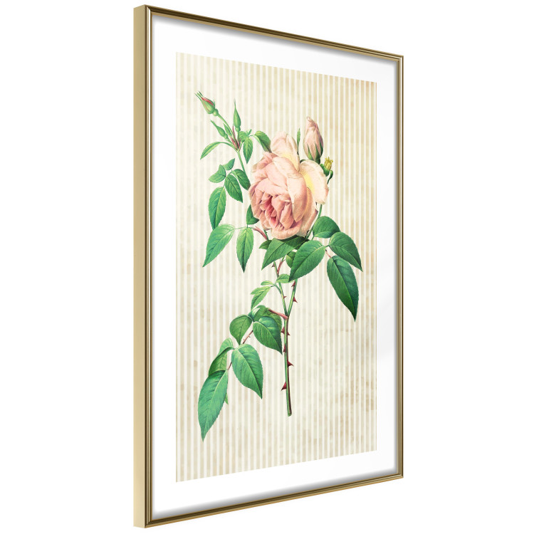 Poster Victorian Rose - colorful floral composition against a background of beige stripes 117407 additionalImage 6