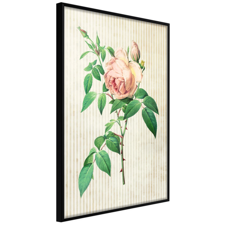 Poster Victorian Rose - colorful floral composition against a background of beige stripes 117407 additionalImage 9
