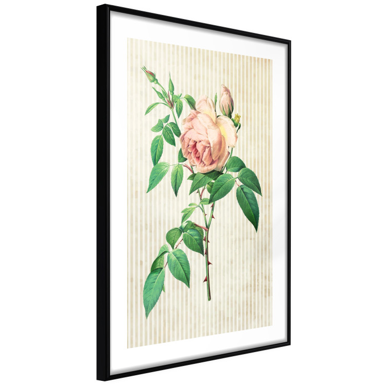 Poster Victorian Rose - colorful floral composition against a background of beige stripes 117407 additionalImage 10