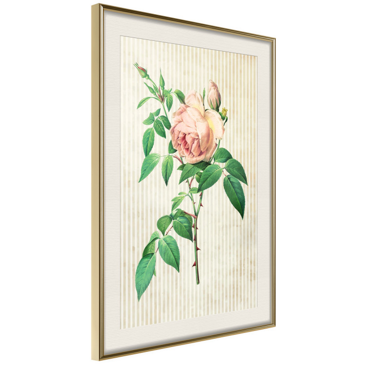 Poster Victorian Rose - colorful floral composition against a background of beige stripes 117407 additionalImage 2