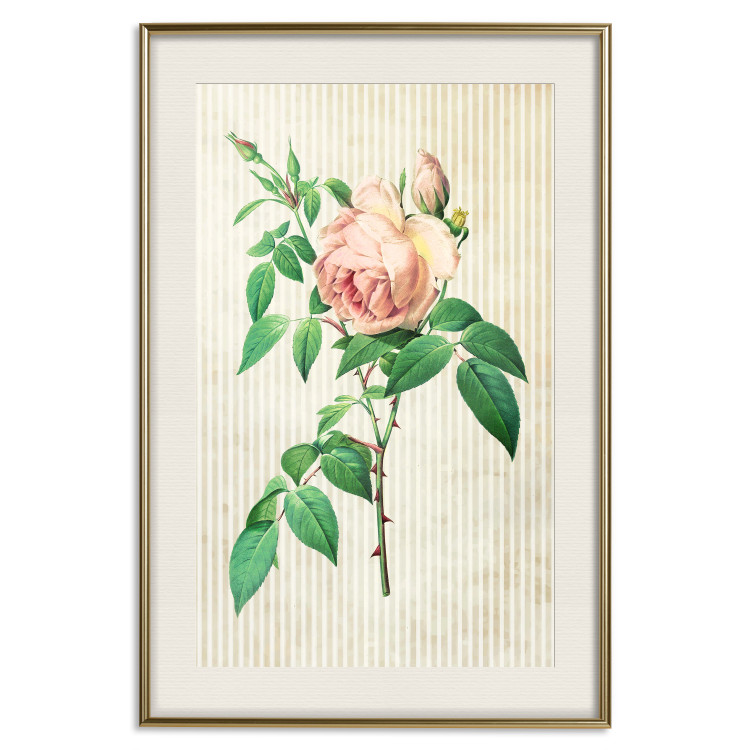 Poster Victorian Rose - colorful floral composition against a background of beige stripes 117407 additionalImage 18