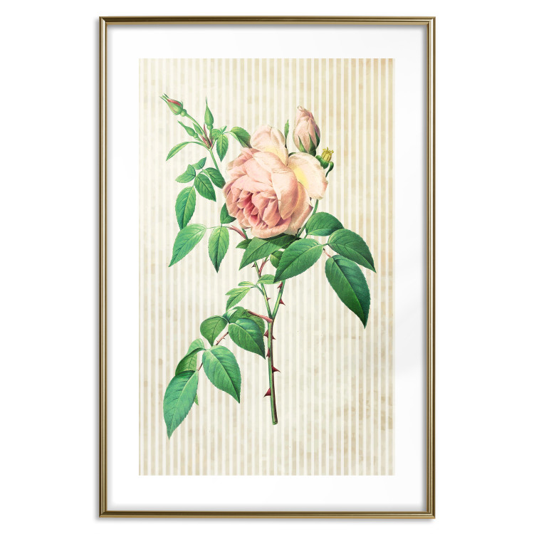 Poster Victorian Rose - colorful floral composition against a background of beige stripes 117407 additionalImage 13