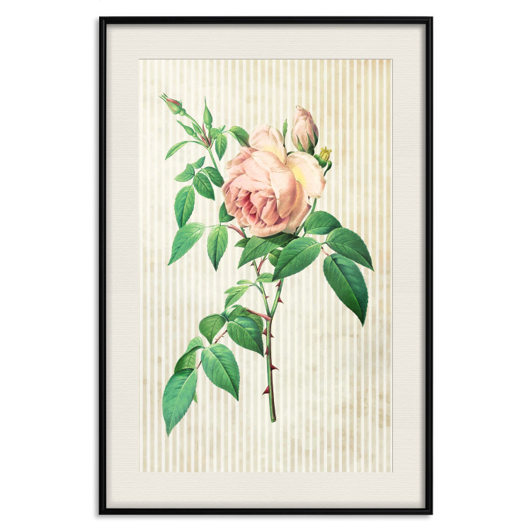 Poster Victorian Rose - colorful floral composition against a background of beige stripes 117407 additionalImage 17