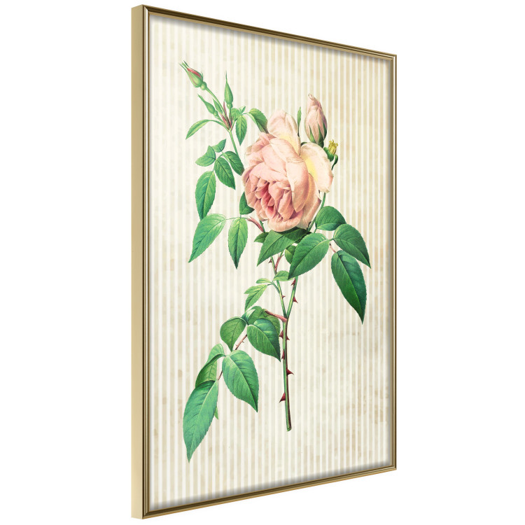 Poster Victorian Rose - colorful floral composition against a background of beige stripes 117407 additionalImage 11