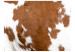 Wall Mural Cowhide 61007 additionalThumb 1