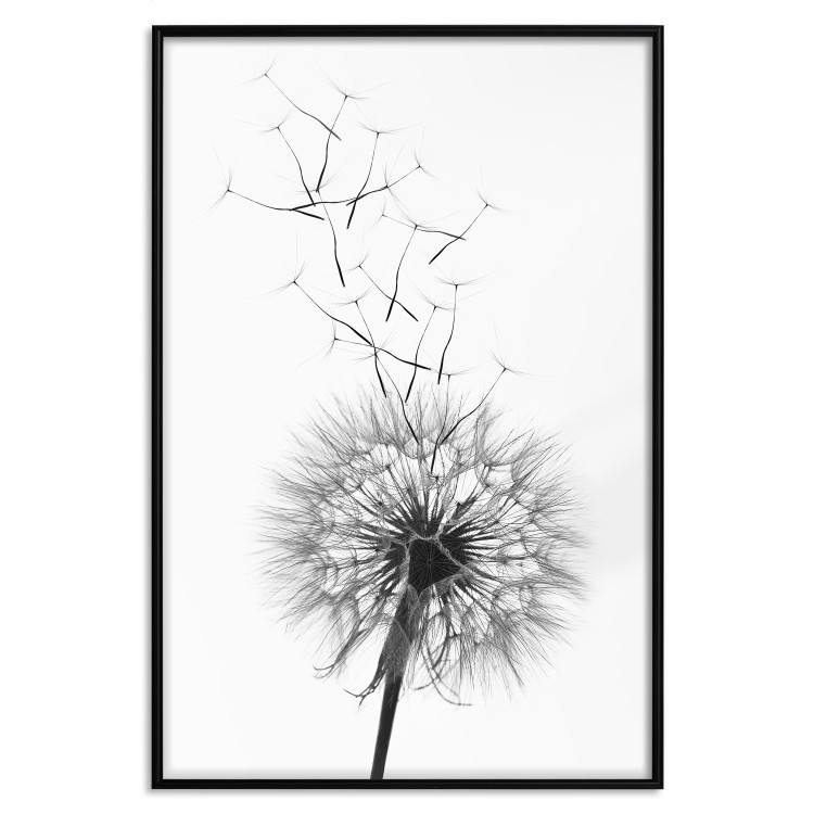 Wall Poster Dandelion - black and white composition with delicate flower in the wind 117117 additionalImage 24